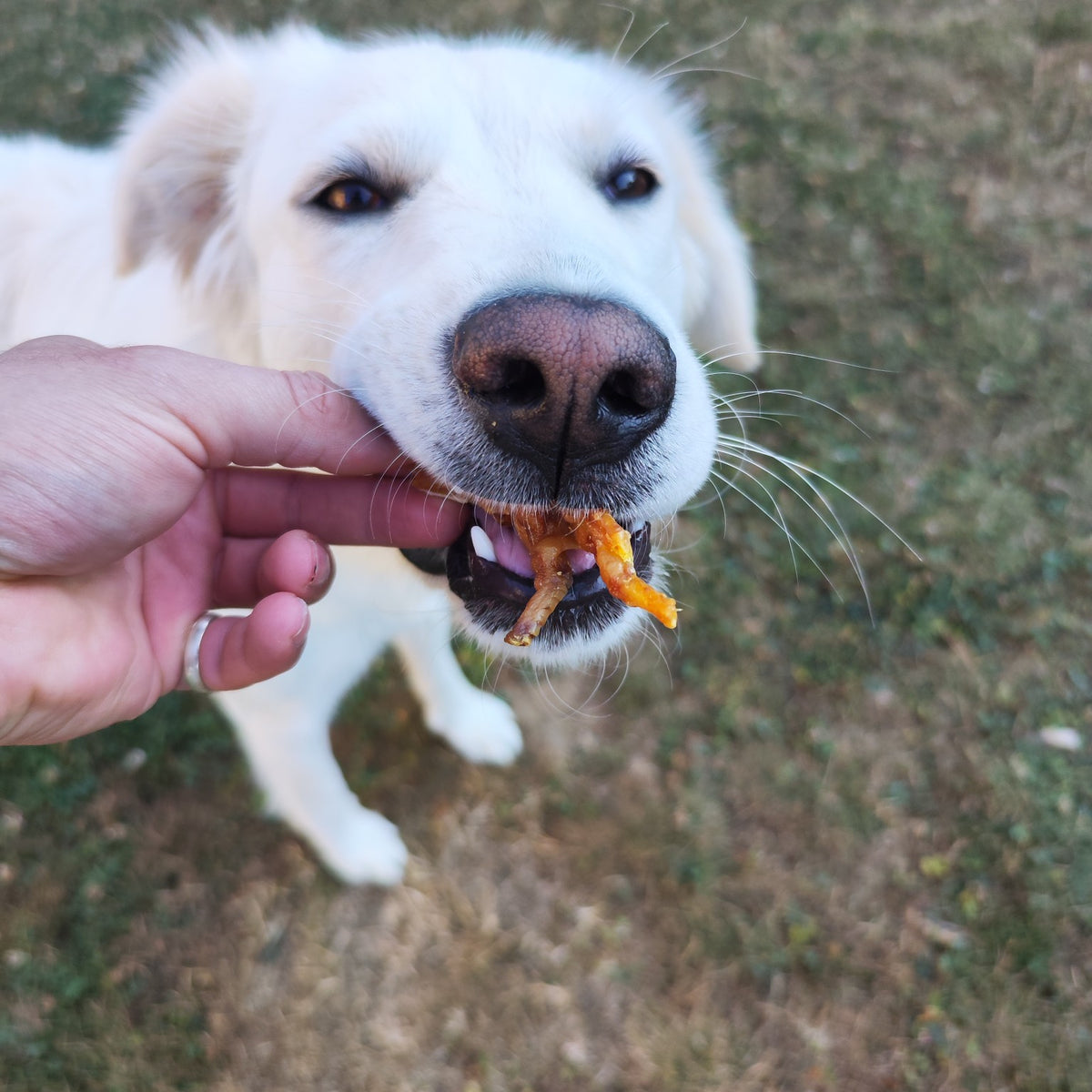 Pattes de poulet séchées pour chien - Boutique Aux Trois Pattes