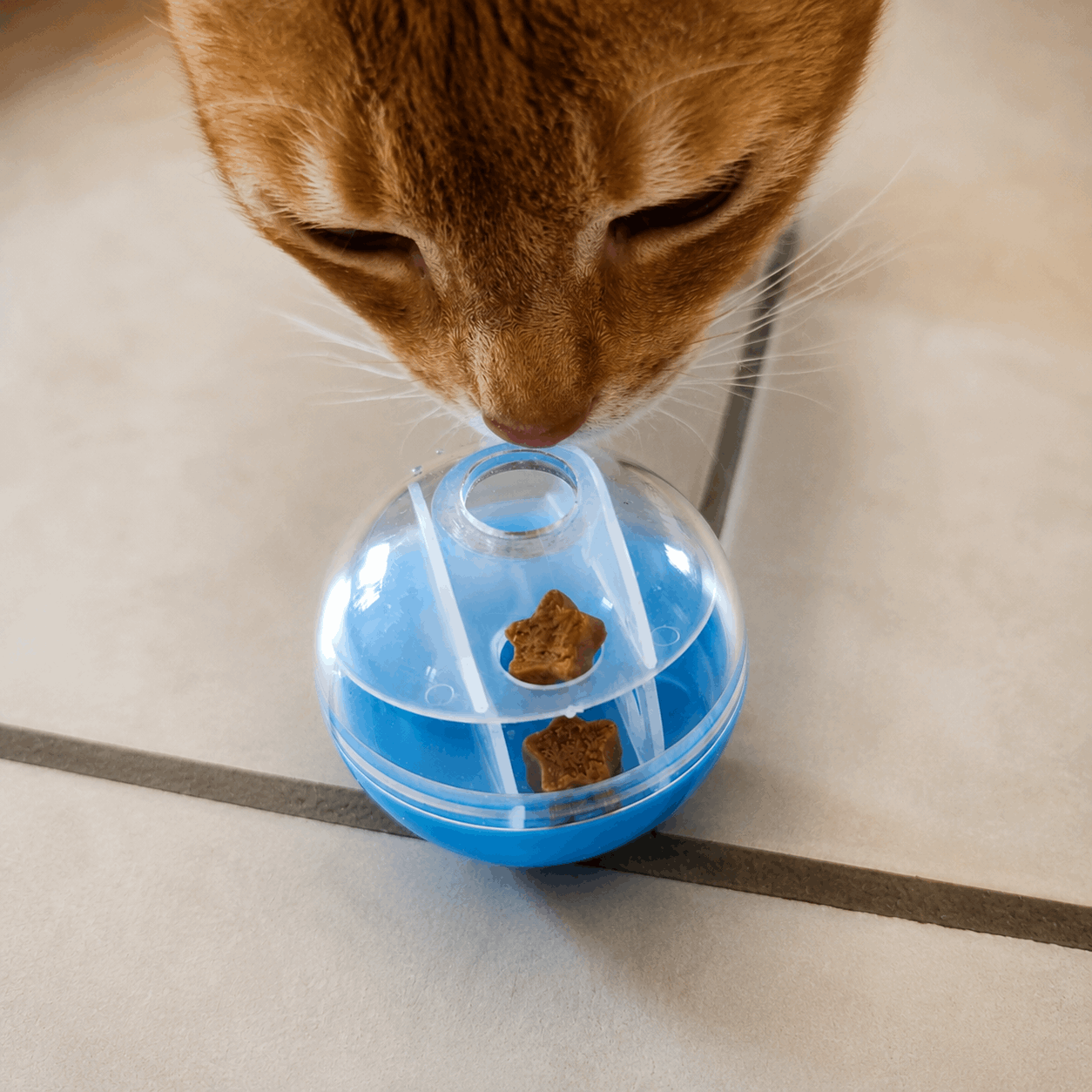 Balle distributrice de friandises pour chat – Bleue - Boutique Aux Trois Pattes