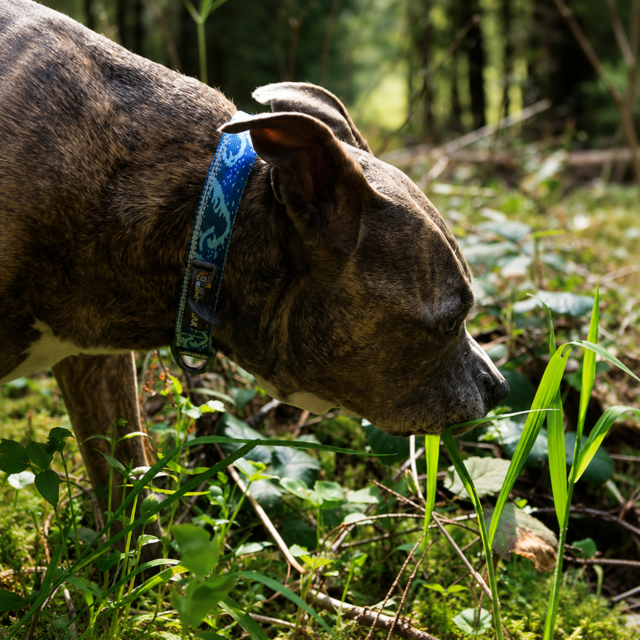 Collier pour chien Ruffwear Crag™ Midnight Wave - Boutique Aux Trois Pattes