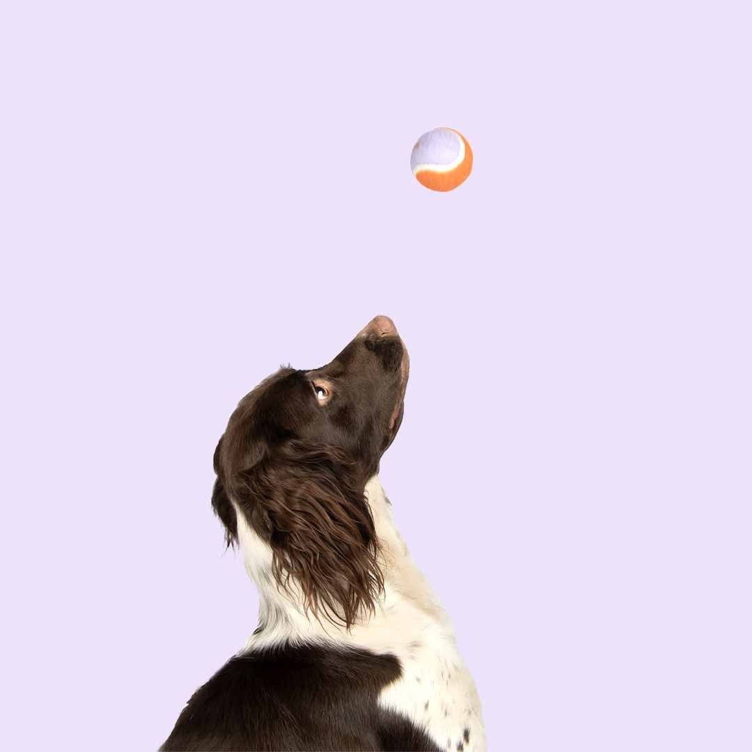 Coockoo Let’s Play – Lot de 3 balles pour chien 6,4 cm - Boutique Aux Trois Pattes