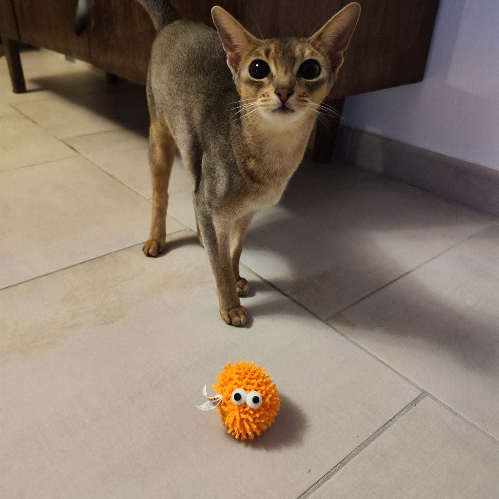 Chat jouant avec une balle orange à picots