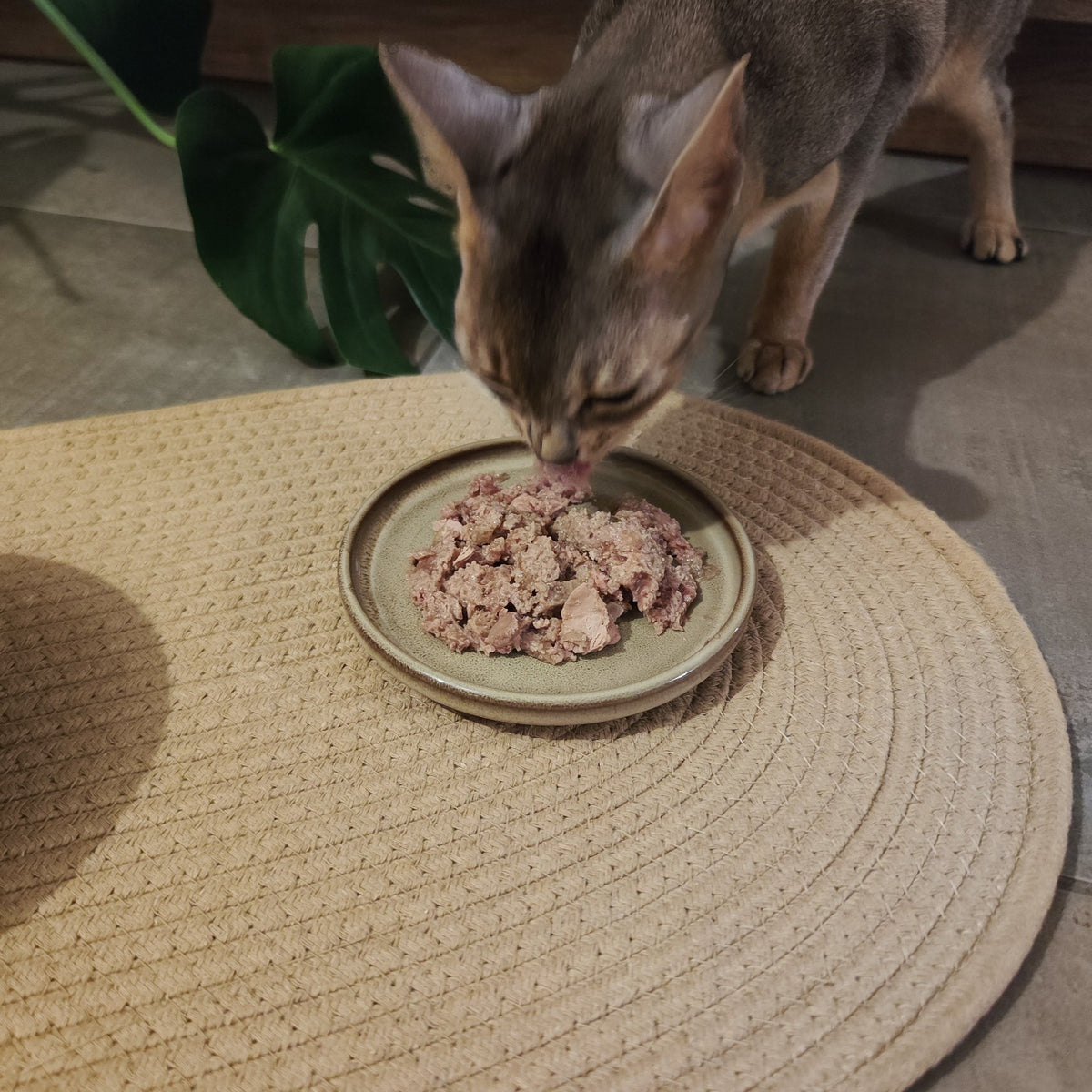 Chat mangeant sa pâtée dans une gamelle basse en céramique Sable