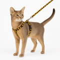Harnais réglable avec laisse pour chat Duvo+ – Tigre ou Zèbre - Boutique Aux Trois Pattes