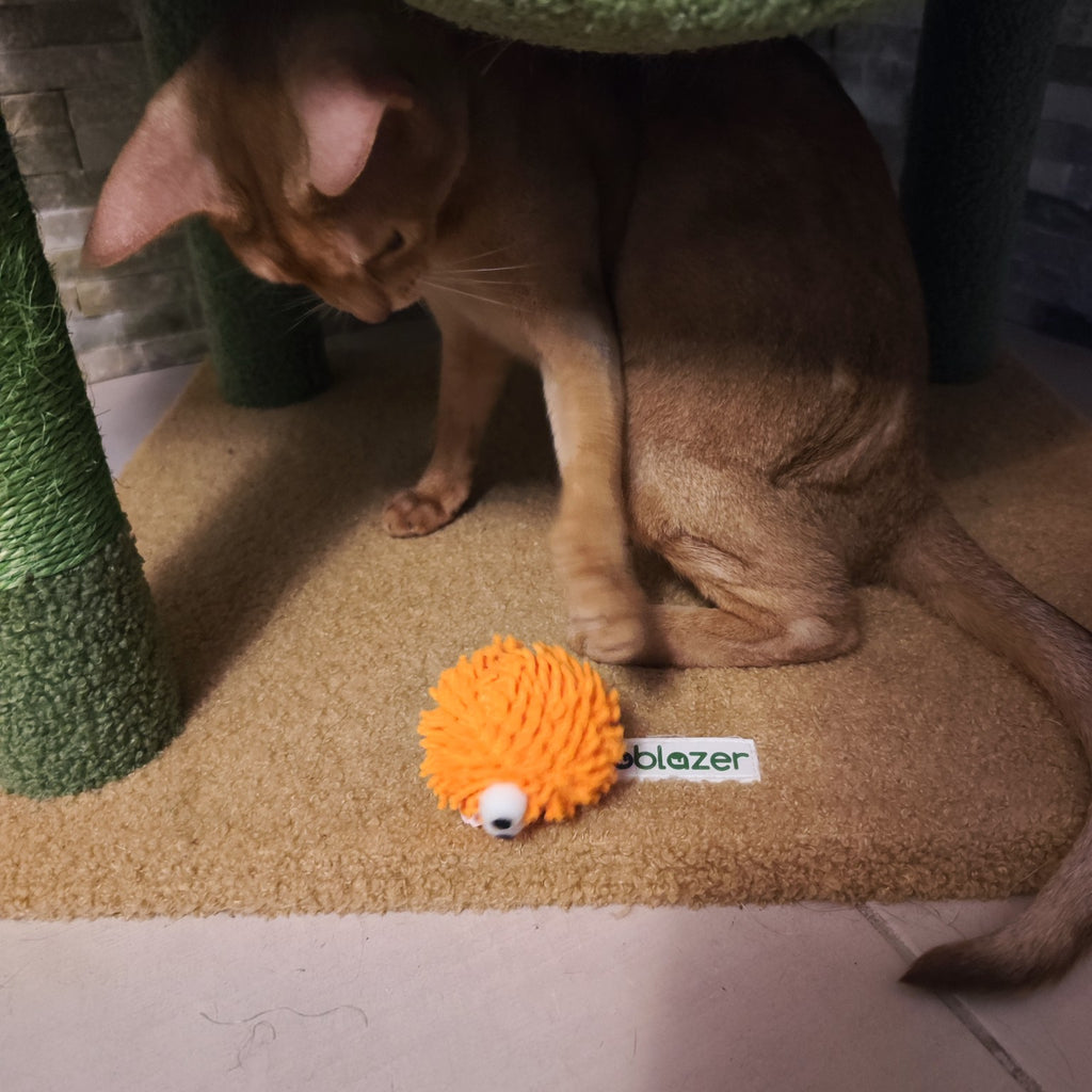 Chat jouant avec sa balle orange à picots