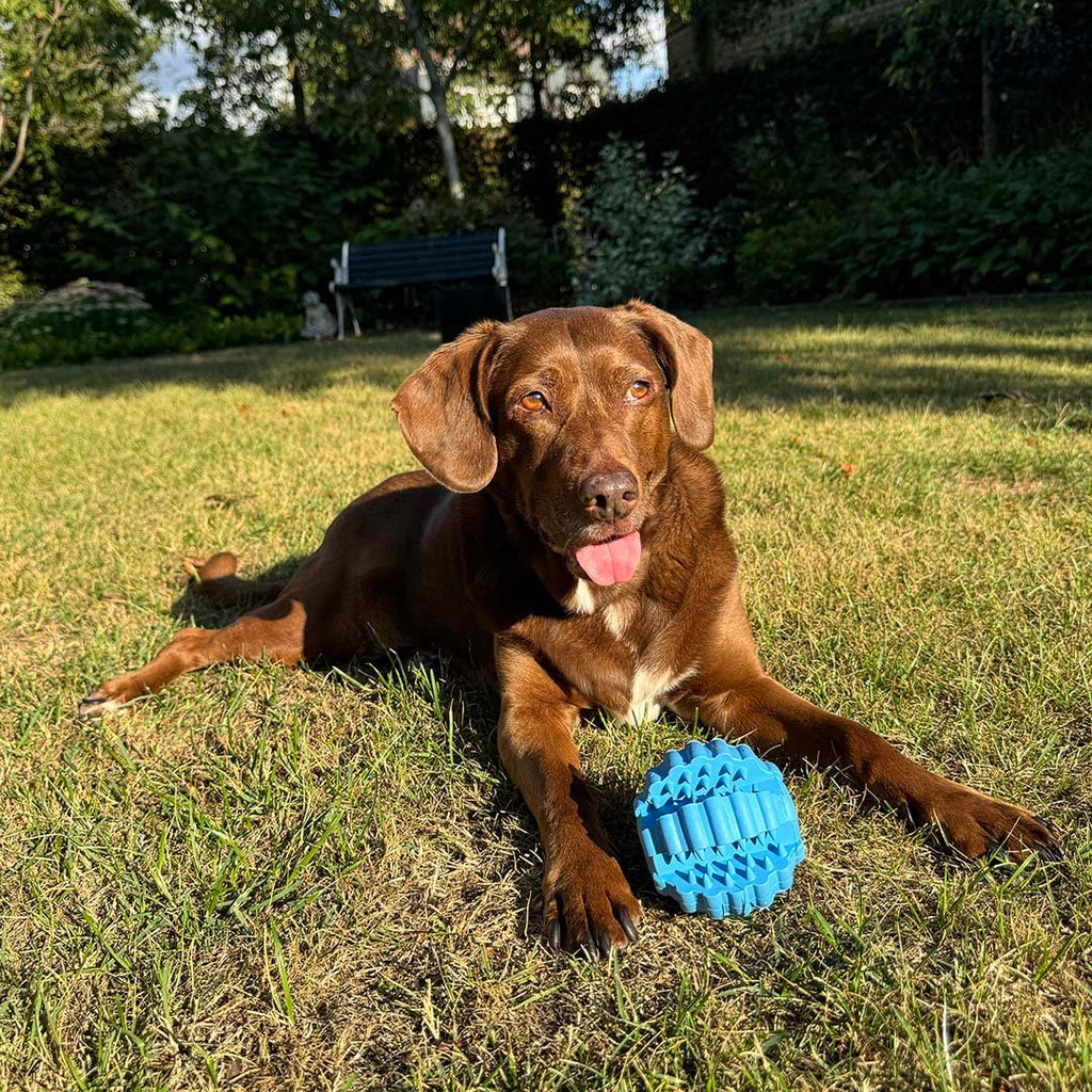 Balle dentaire en caoutchouc pour chien Griplay – Duvo+ - Boutique Aux Trois Pattes