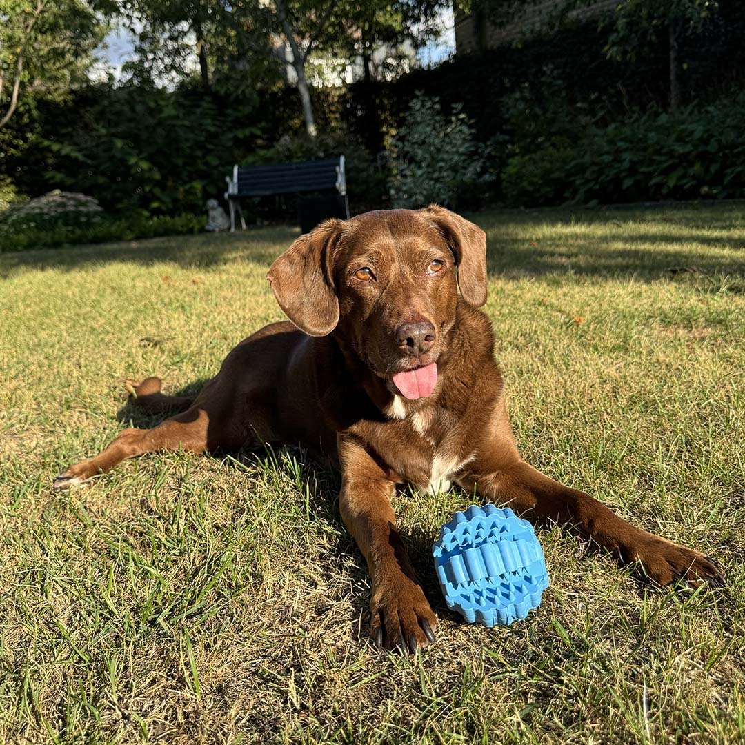 Balle dentaire en caoutchouc pour chien Griplay – Duvo+ - Boutique Aux Trois Pattes