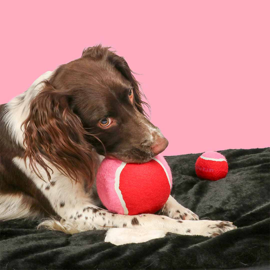 Balle de tennis XL pour chien Coockoo Chase Me – 12,7 cm - Boutique Aux Trois Pattes