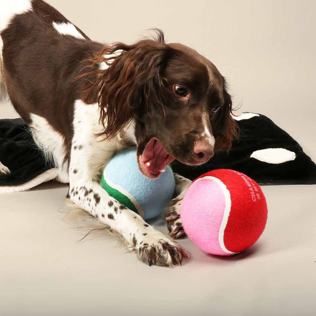 Balle de tennis XL pour chien Coockoo Chase Me – 12,7 cm - Boutique Aux Trois Pattes
