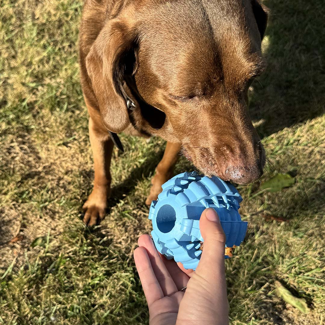 Balle dentaire en caoutchouc pour chien Griplay – Duvo+ - Boutique Aux Trois Pattes