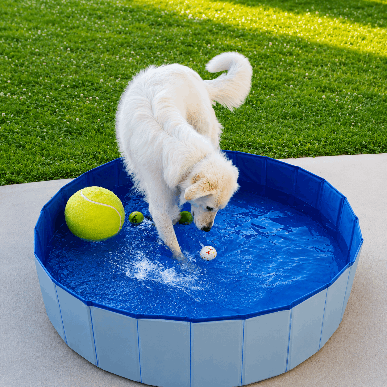 Piscine pliable pour chien Duvo+ - Boutique Aux Trois Pattes