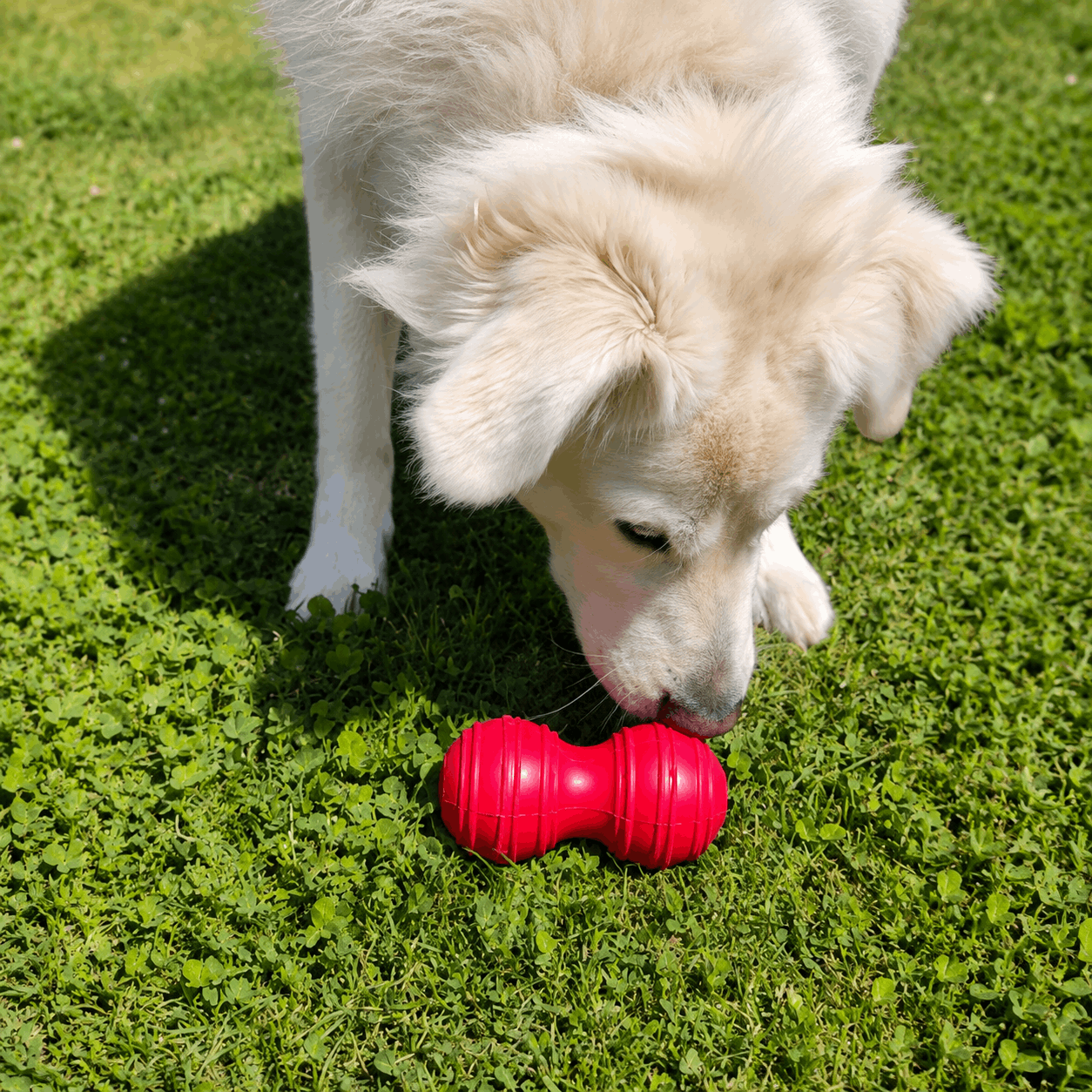 KONG Dental Large – Jouet d'occupation et d'hygiène dentaire pour chien (13 à 30 kg) - Boutique Aux Trois Pattes