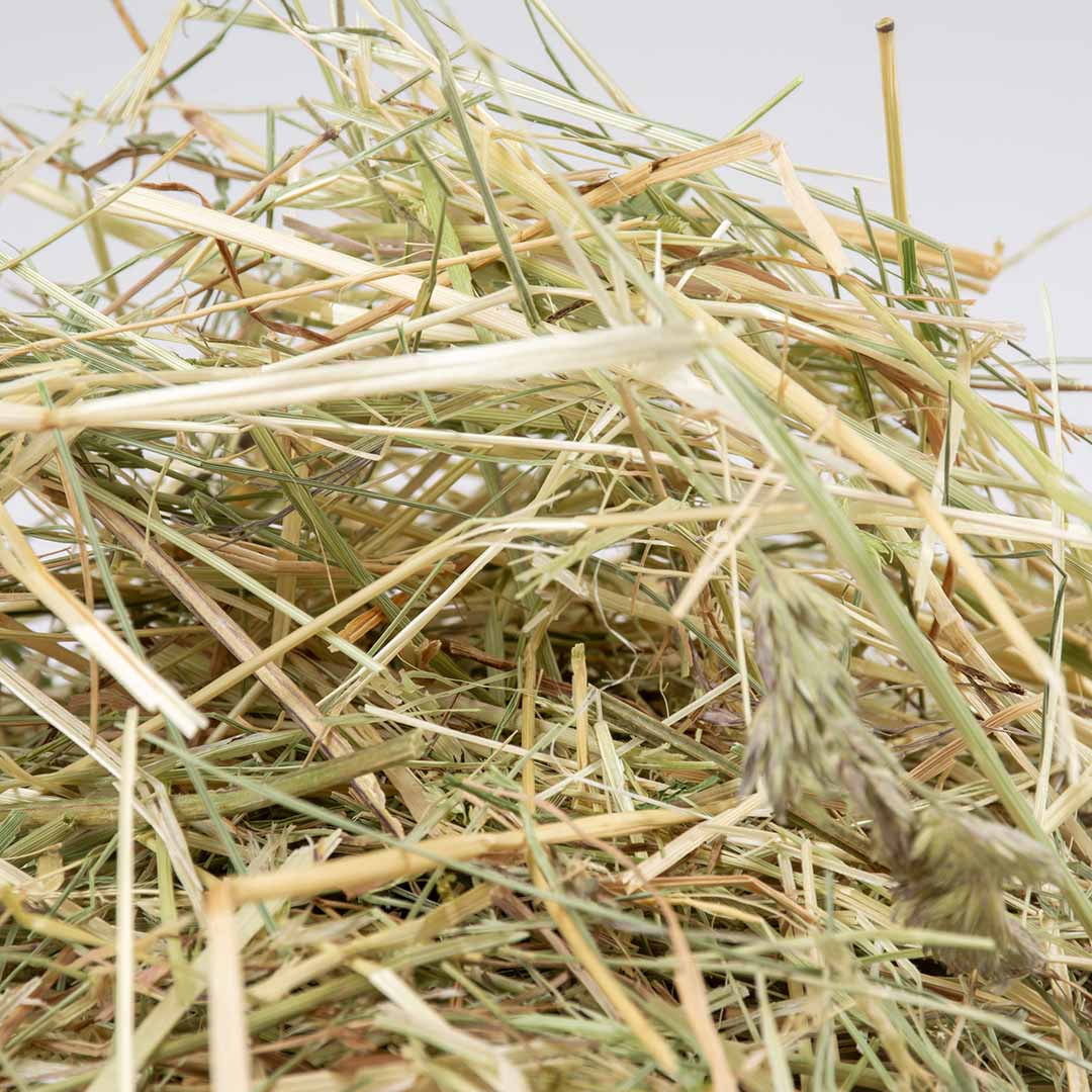 Foin à la carotte pour lapin et rongeurs Duvo+ – 500 g - Boutique Aux Trois Pattes