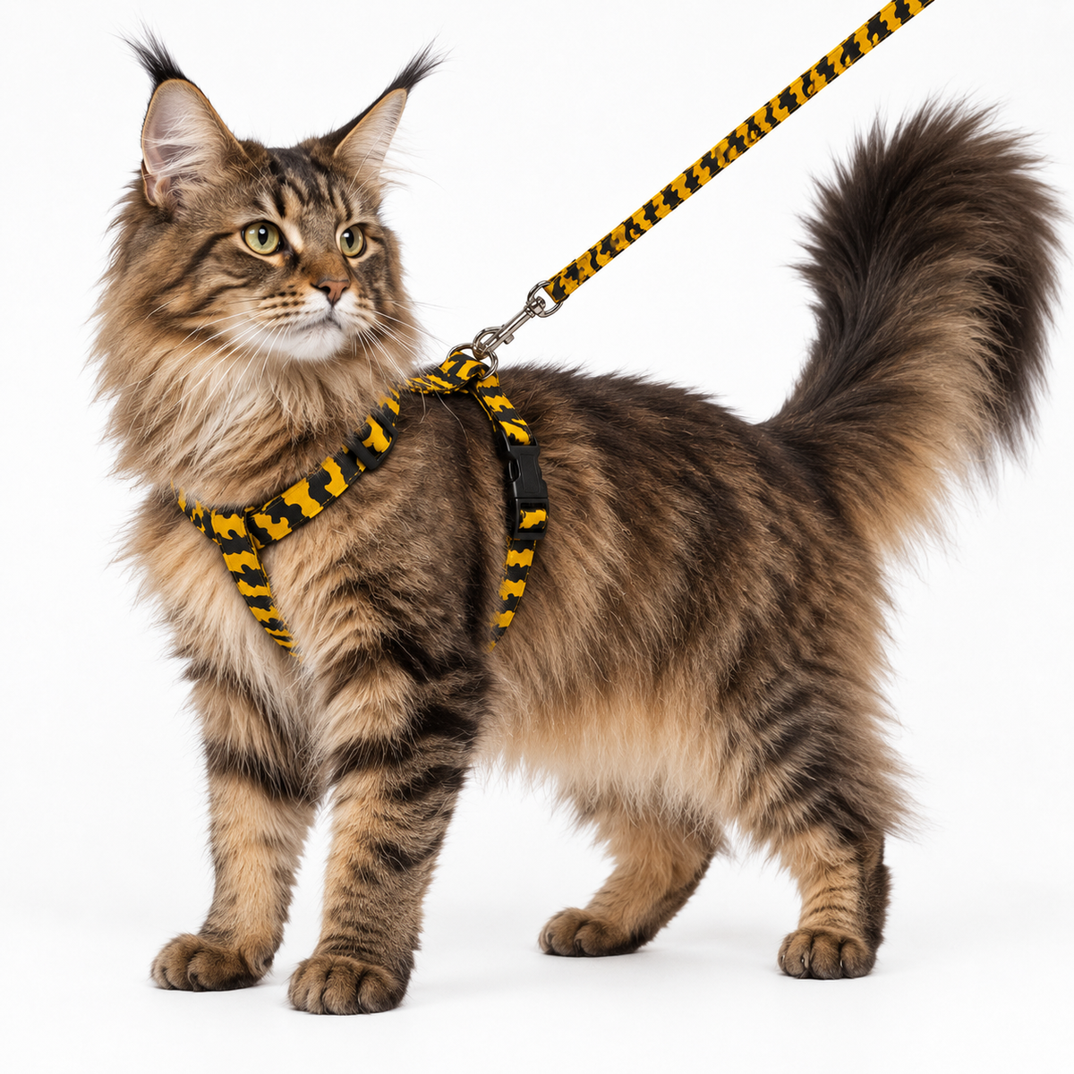 Maine Coon portant un harnais pour chat jaune et noir avec laisse