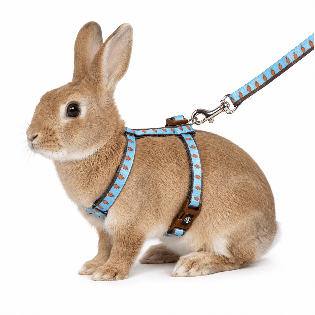 Harnais et laisse pour lapin Carrot – DuvoPlus - Boutique Aux Trois Pattes