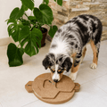 Chien utilisant le jeu d'intelligence Holt Games SPOT Niveau 3