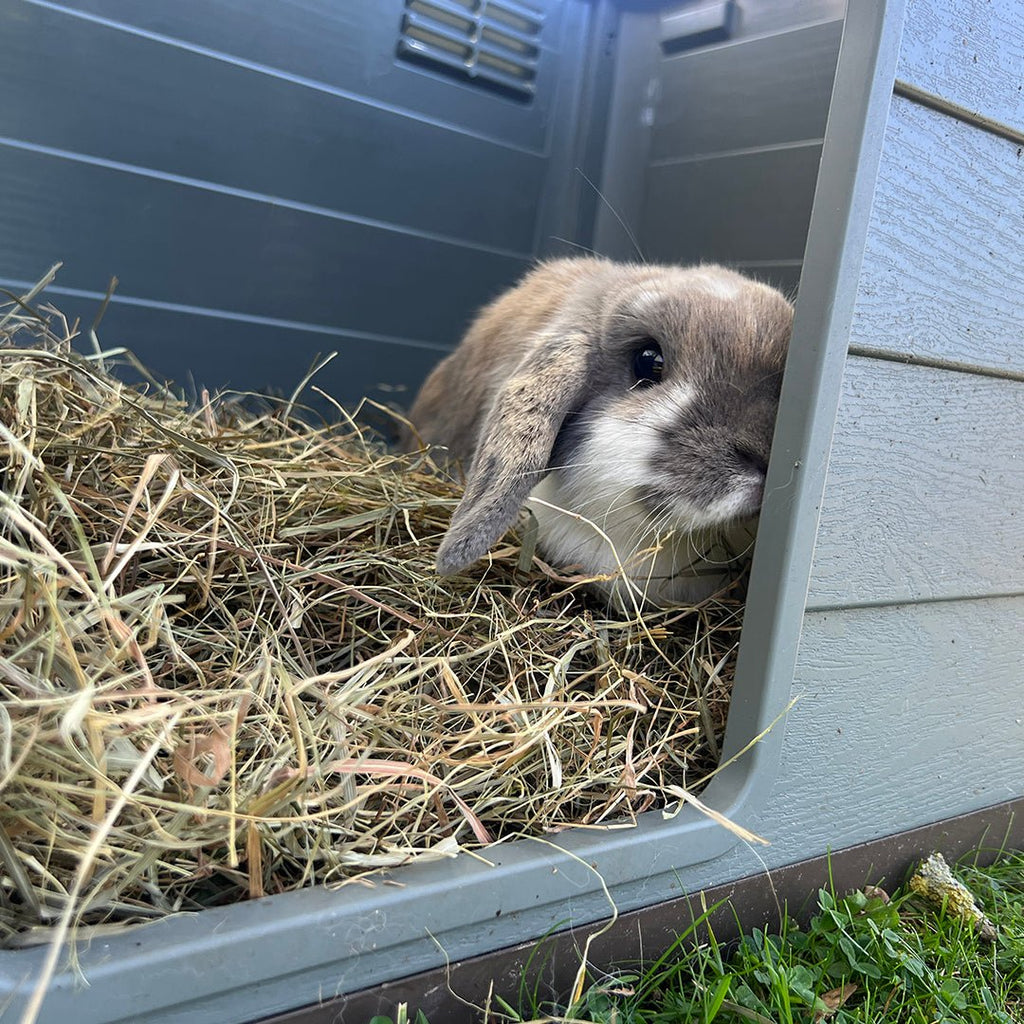 Foin à la carotte pour lapin et rongeurs Duvo+ – 500 g - Boutique Aux Trois Pattes