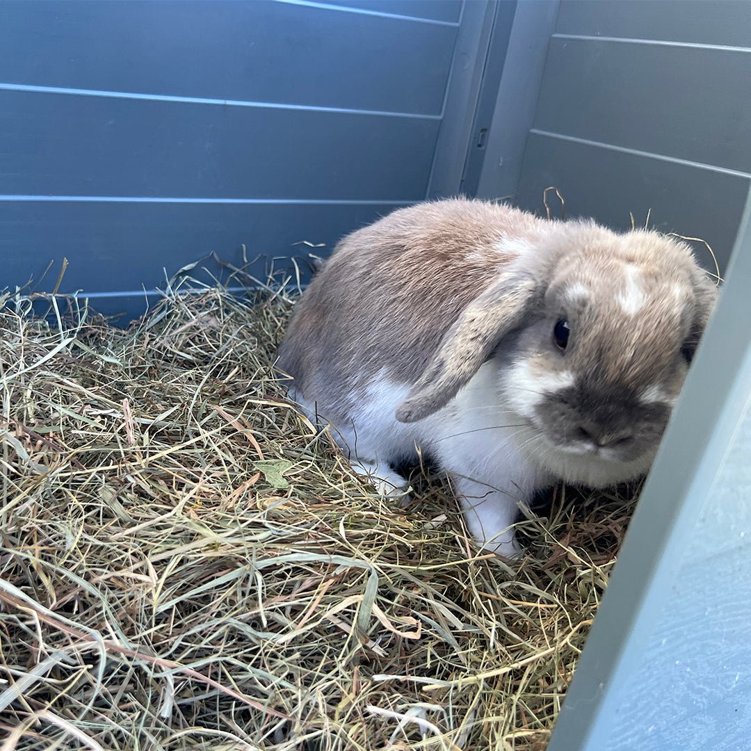 Foin à la carotte pour lapin et rongeurs Duvo+ – 500 g - Boutique Aux Trois Pattes