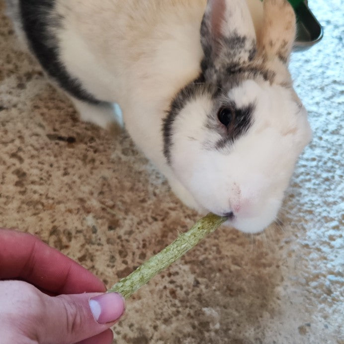 Friandise à ronger aux épinards Duvo+ donnée à un lapin