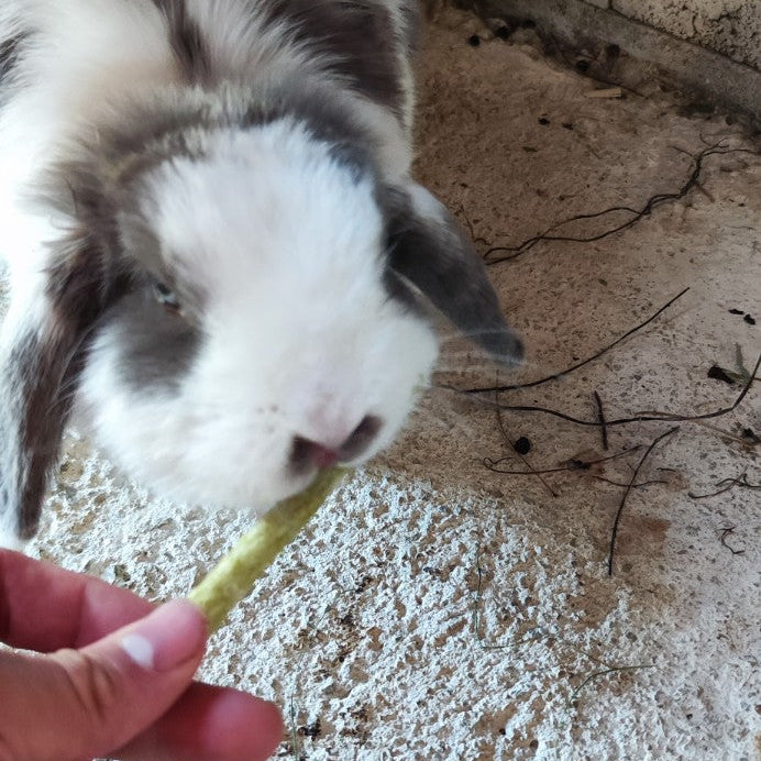Lapin mangeant une friandise Crispy Stick aux épinards Duvo+