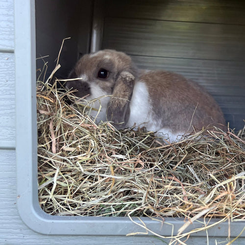 Foin à la carotte pour lapin et rongeurs Duvo+ – 500 g - Boutique Aux Trois Pattes