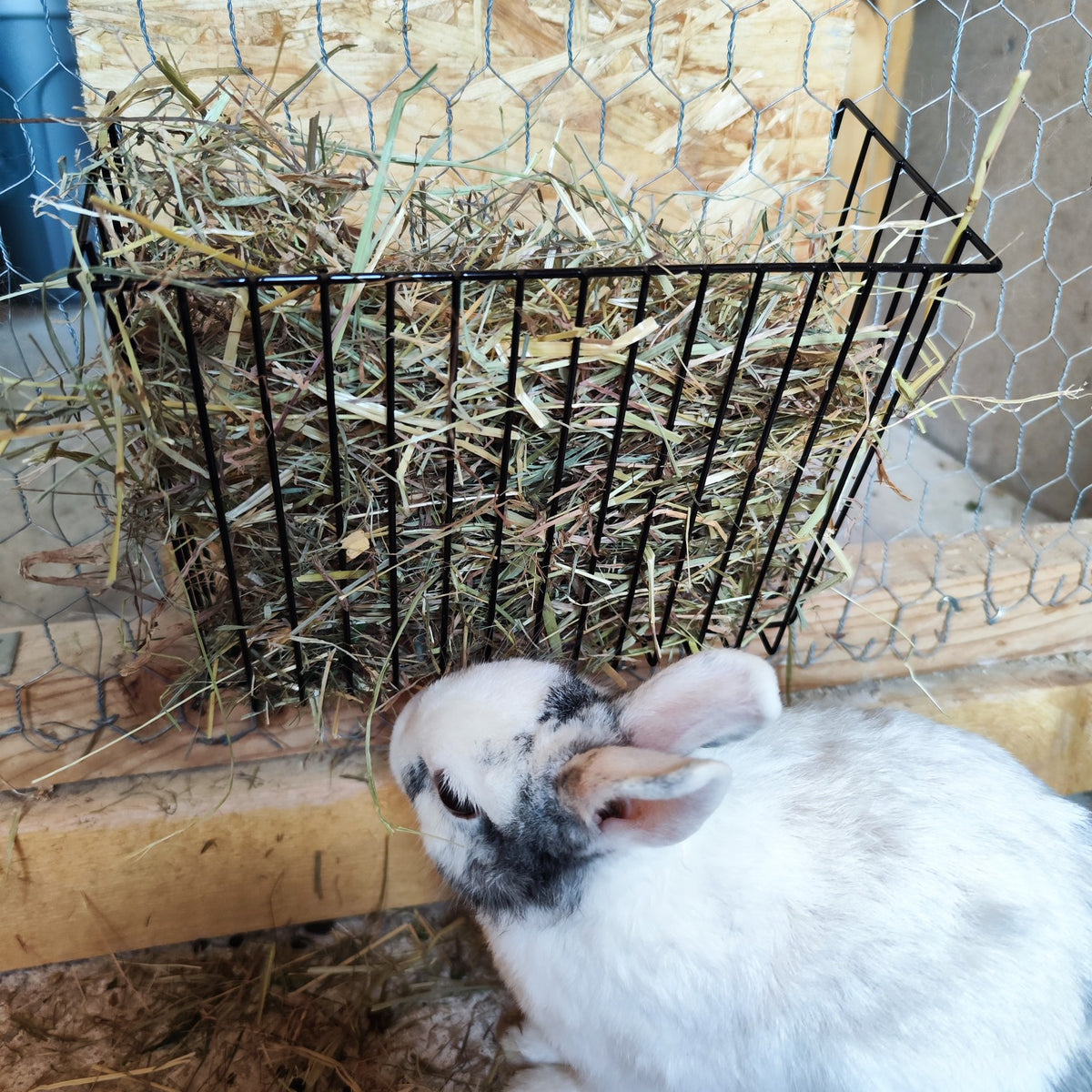 Râtelier à foin en métal pour lapin – à suspendre - Boutique Aux Trois Pattes