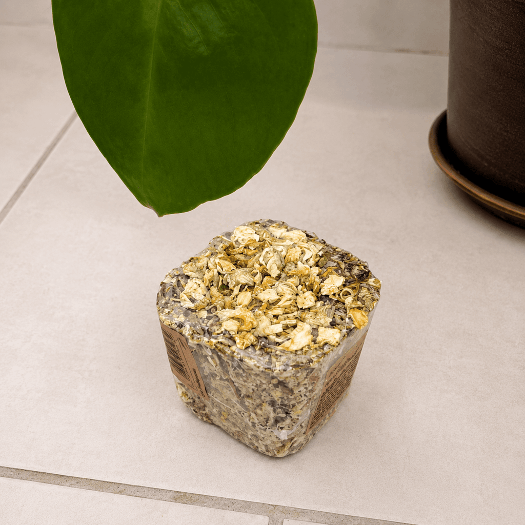 Lot de 3 cubes à ronger naturels Rosewood Naturals Grainless Nibble Pots – 75 g*3 - Boutique Aux Trois Pattes