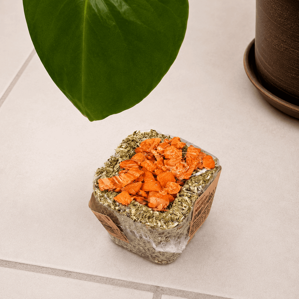 Lot de 3 cubes à ronger naturels Rosewood Naturals Grainless Nibble Pots – 75 g*3 - Boutique Aux Trois Pattes