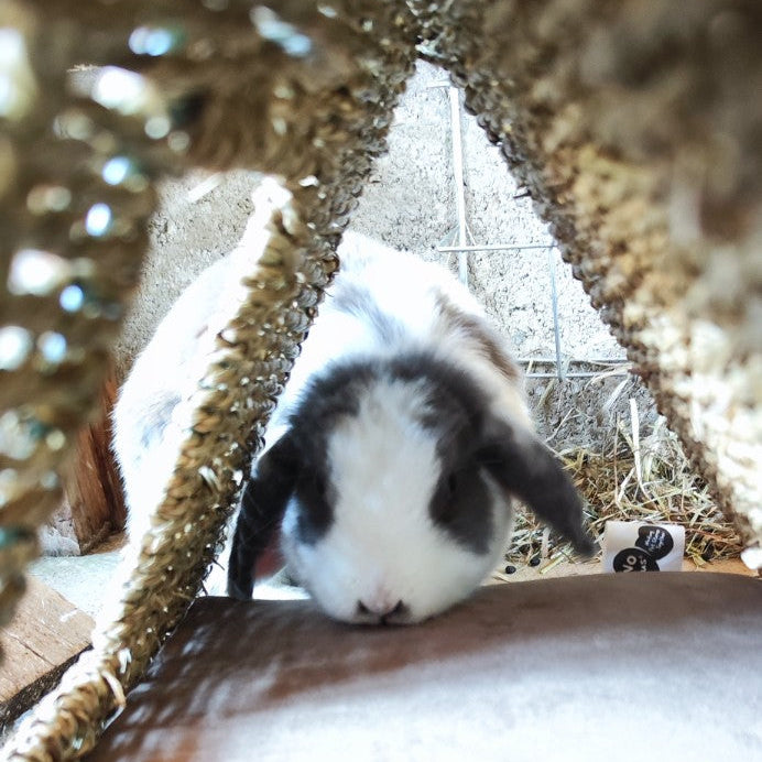 Lapin à l'intérieur du tunnel en zostère Laguna