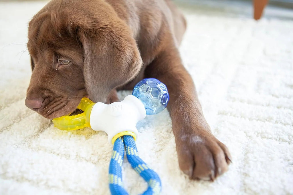 Jouet 3 en 1 JW Puppy Connects pour chiot - Boutique Aux Trois Pattes